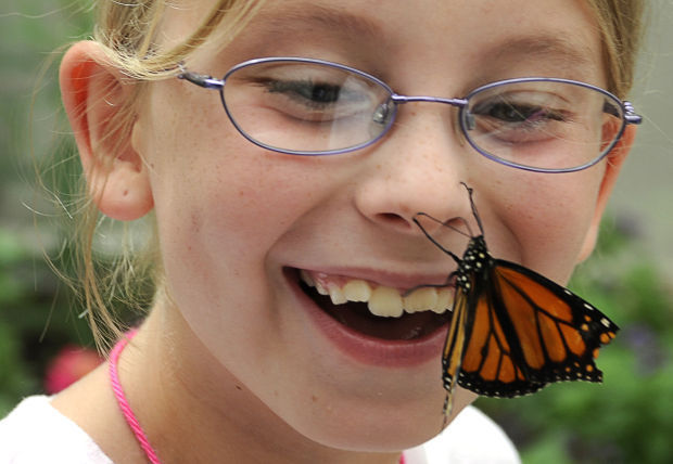 zoo timeline butterfly pavilion